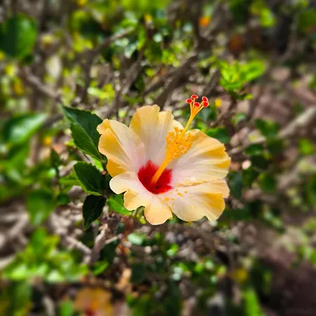 Casa vacanze Heated Pool With Sea View Tranquil Retreat At Malvasia Garden *