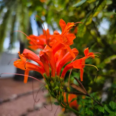 Heated Pool With Sea View Tranquil Retreat At Malvasia Garden