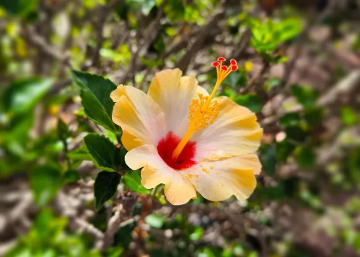 Semesterbostad Heated Pool With Sea View Tranquil Retreat At Malvasia Garden *